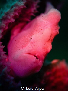 Barbie frogfish by Luis Arpa 